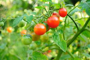 Как выращивать томаты Черри?