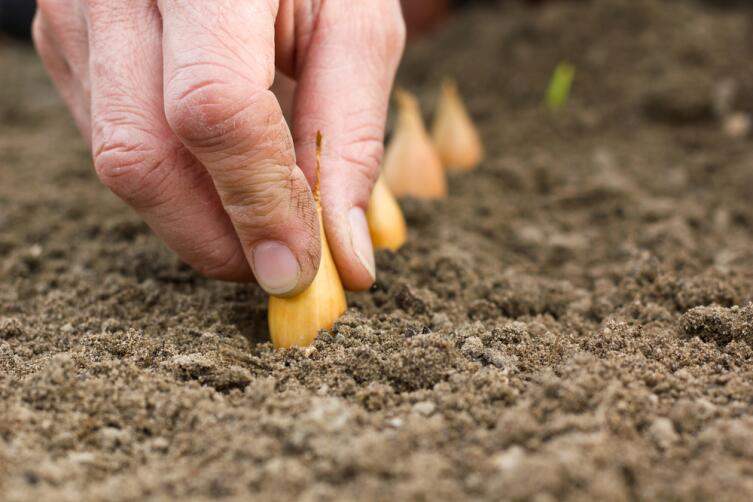 Богатому урожаю способствуют азотные удобрения