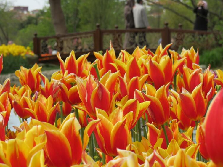 Османские тюльпаны Османские тюльпаны