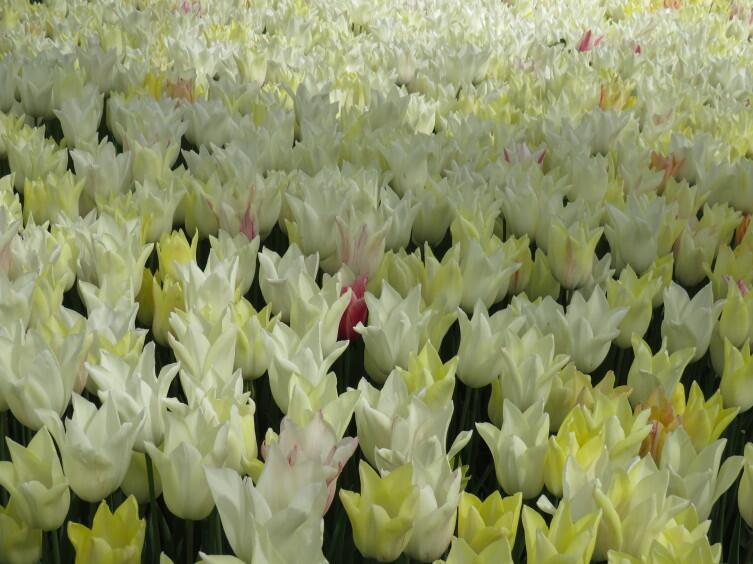 Парк Эмирган Парк Эмирган