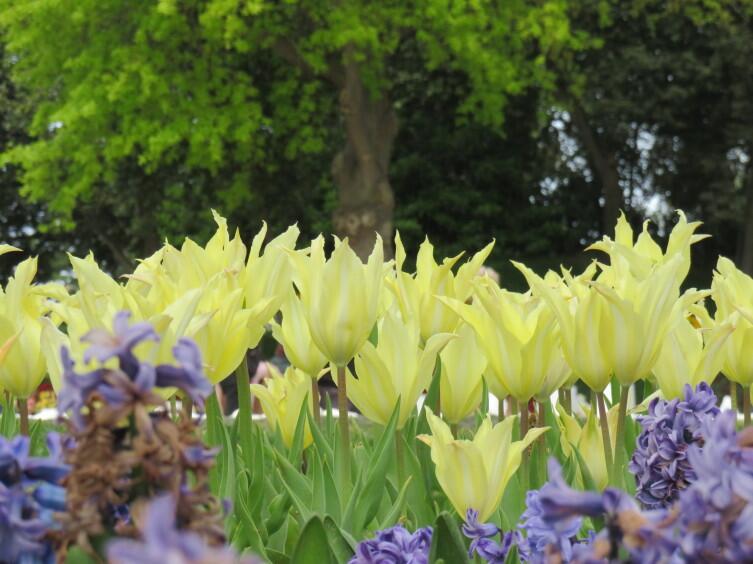 Парк Эмирган Парк Эмирган