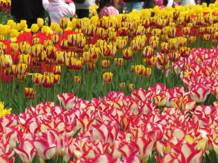 Парк Эмирган Парк Эмирган