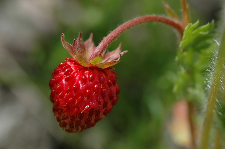 При недостатке места можно посадить ягоду под деревьями и кустами