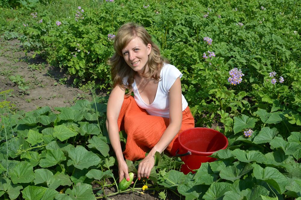 фермер изобрел сборку огурцов. собирает огурцы. женщина собирает огурцы. девушка собирает огурцы. девушка собирает огурцы.