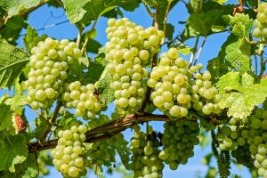 Можно ли вырастить виноград в средней полосе России?