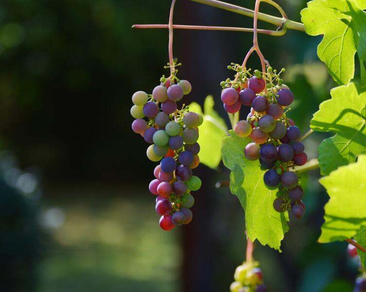 Можно ли вырастить виноград в средней полосе России?