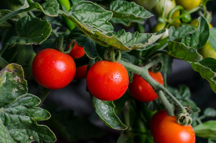 Как избежать «битвы за урожай» на дачном участке? Выращивание помидоров