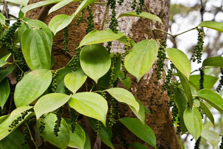 Лиана, на которой растет перец