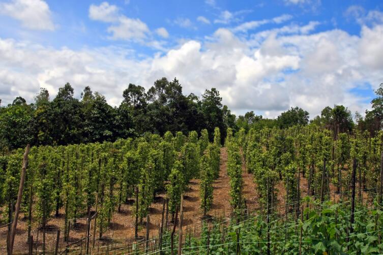 Выращивание перечных лиан на о. Борнео в Малайзии