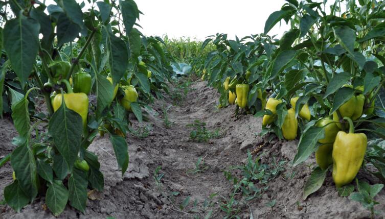 А так выращивают перец овощной из семейства Пасленовых