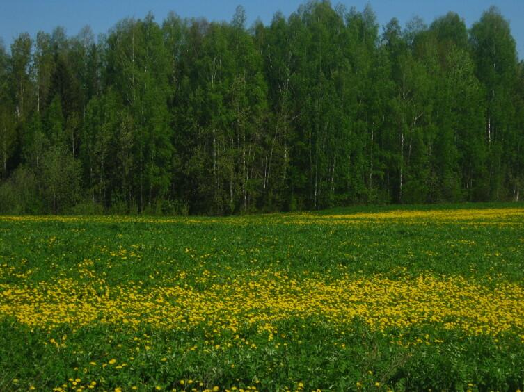 Можно ли приготовить вино из одуванчиков?