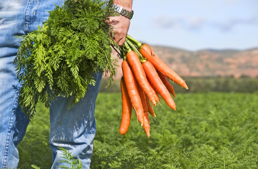 Любовь – морковь! Как вырастить хороший урожай моркови?