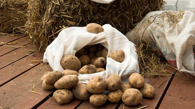Как выращивать картофель под сеном?