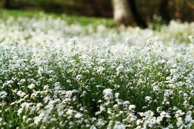 Лекарственные растения. Что находится в пастушьей сумке?