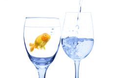 Не всякая рыба любит прозрачную и чистую воду - лучше доверьтесь фильтру!