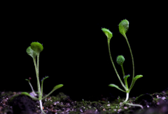 Arabidopsis thaliana, он же - резушка Таля