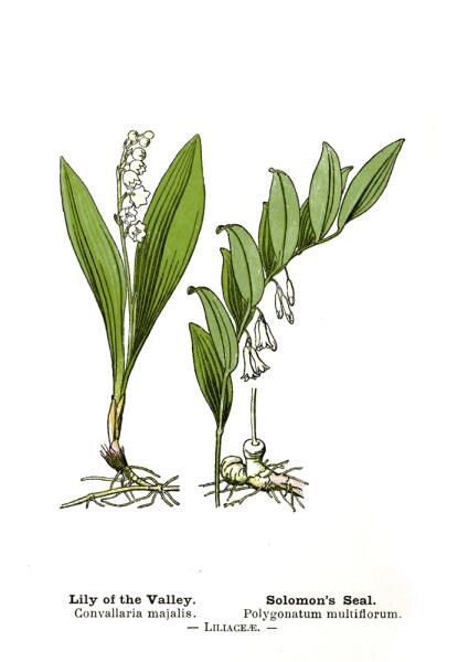 Ботаническая иллюстрация Купены — Polygonátum
