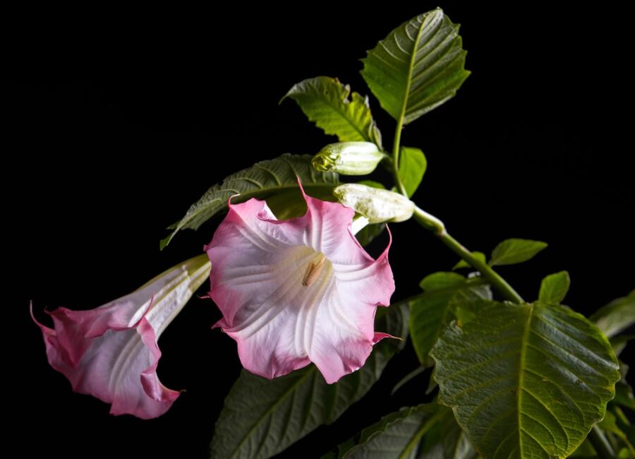 Дурман цветок