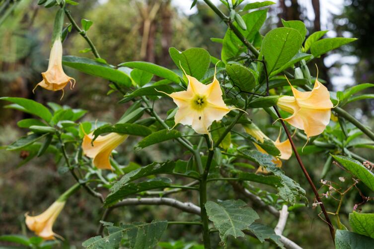 Что мы знаем о цветке датура (дурман)?