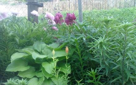 Чем украсить тенистые уголки сада? Роман с хостой Чем украсить тенистые уголки сада? Роман с хостой