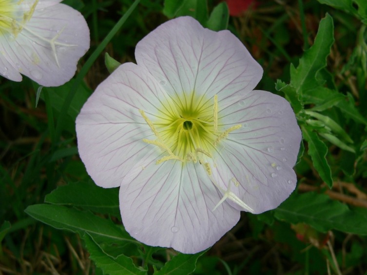 Ослинник красивый (Oenothera speciosa)