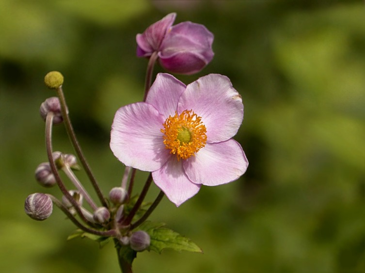 Анемона корончатая