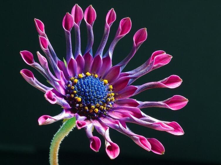 Гибридный сорт Osteospermum 'Pink Whirls'