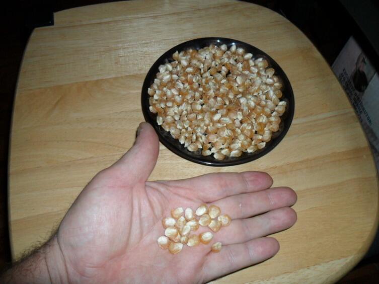 Полученные самостоятельно семенные зерна кукурузы Тройная Сладость