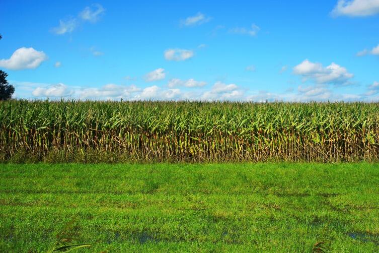 Как вырастить вкусную кукурузу в Сибири? Как вырастить вкусную кукурузу в Сибири?