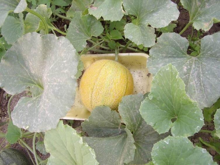 Вот-вот дозреет...