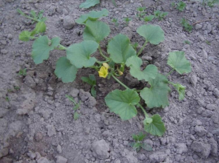 Не успеете оглянуться, как дыни уже зацветут...