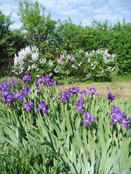 Ирисы, сирень на фоне живой изгороди