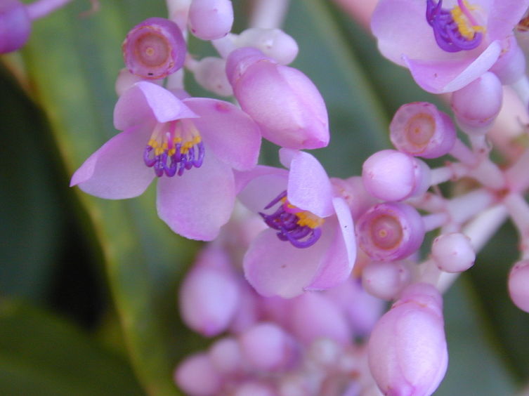 Цветки Medinilla cummingii крупным планом