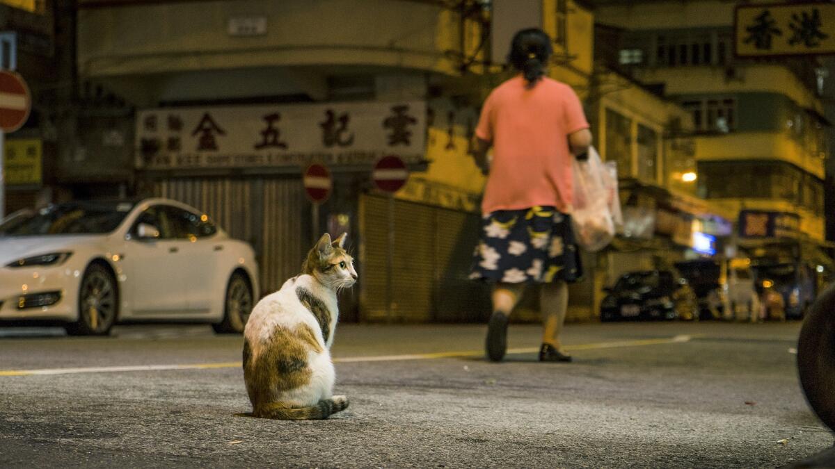 Как потерявшиеся коты находят дорогу домой? | Животные | ШколаЖизни.ру