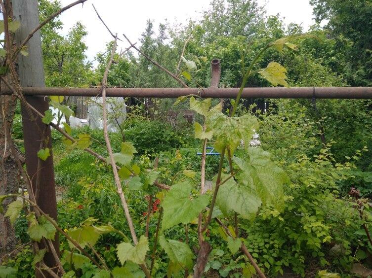 Как спасти виноград во время похолодания?