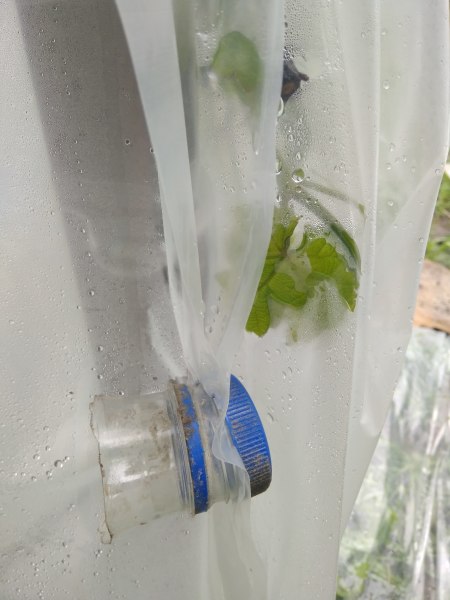 Как спасти виноград во время похолодания?