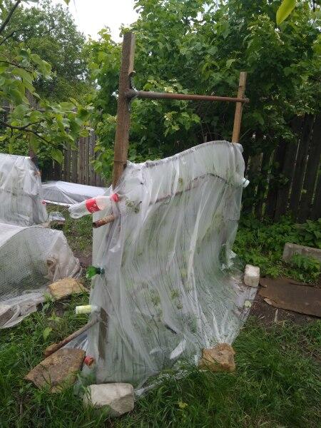 Как спасти виноград во время похолодания?