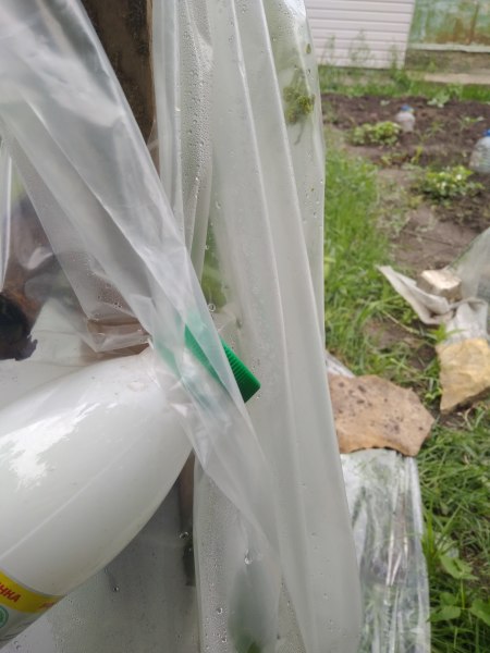 Как спасти виноград во время похолодания?