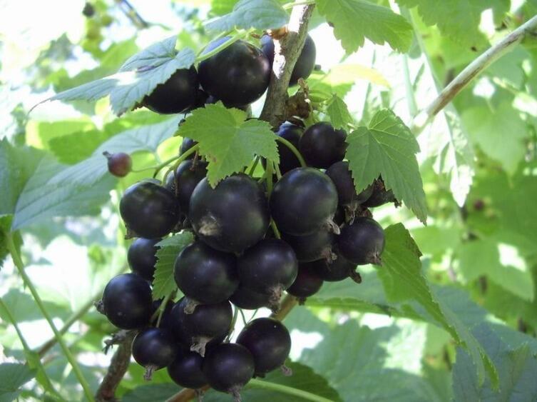 Черная смородина