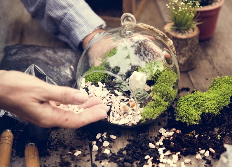 Как вырастить мох?