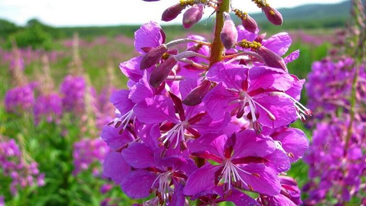 Иван чай: какими полезными свойствами обладает и как правильно его заваривать?