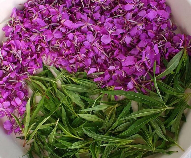 Иван чай: какими полезными свойствами обладает и как правильно его заваривать? Иван чай: какими полезными свойствами обладает и как правильно его заваривать?