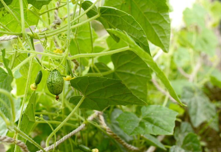 Что такое мелотрия и с чем ее едят? Экзотический сородич огурца