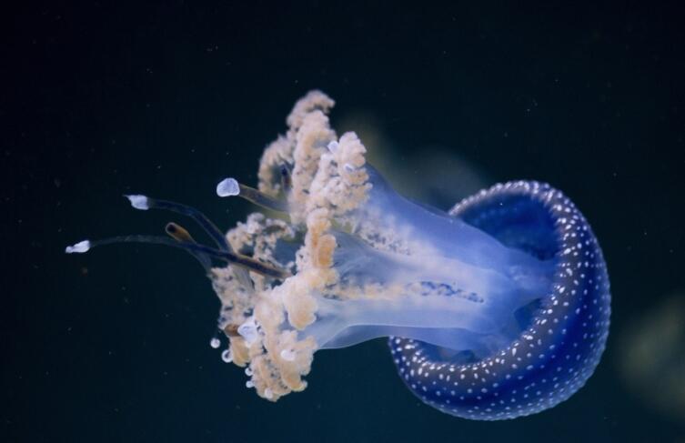 Ожоги от медузы. Как оказать первую помощь?