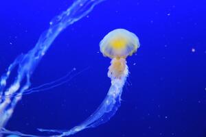 Насколько опасны медузы?