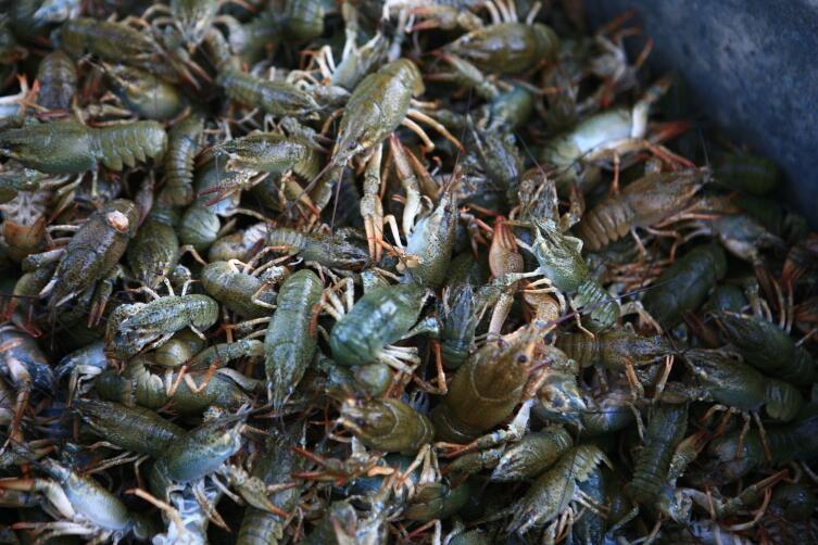 А вот и результат - севанские раки