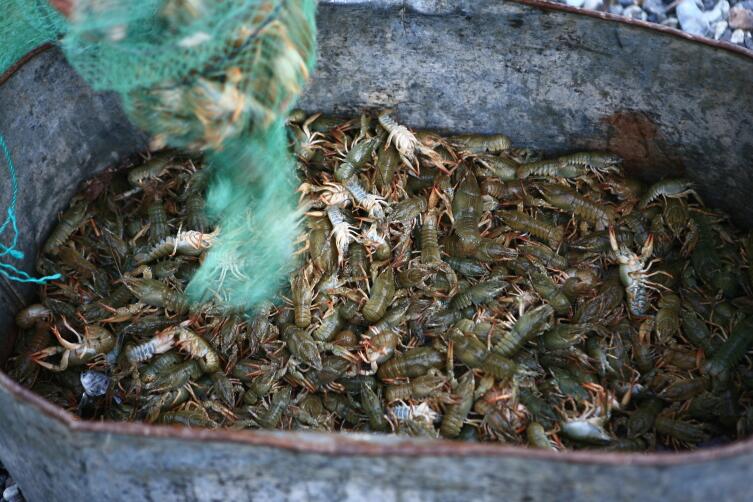 Дары Севана