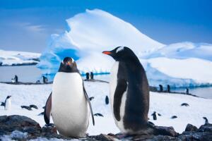 Можно ли отправиться в Антарктиду туристом?