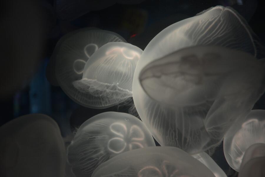 Медузы. Какие они бывают и чем опасны?