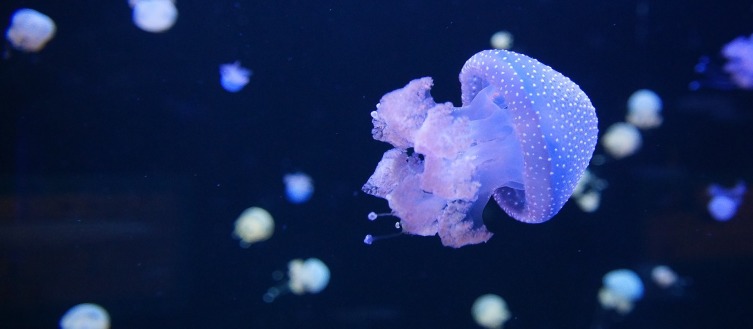 Медузы. Какие они бывают и чем опасны?